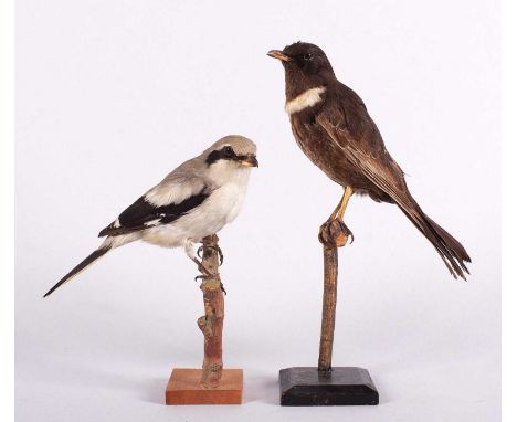 Taxidermy: A Ring Ouzel and Great Grey Shrike, mid-late 20th century, a full-mount adult Ring ouzel with head turning slightl
