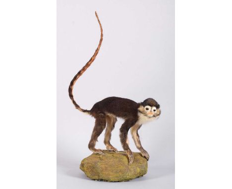 Taxidermy: Red-eared Guenon Monkey (Cercopithecus erythrotis), circa mid-late 20th century, a full-mount adult with head turn