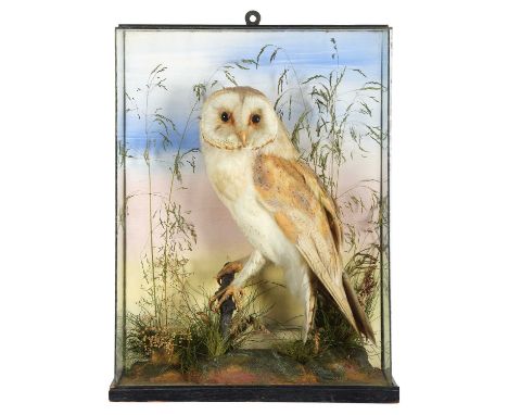 Taxidermy: A Cased Barn Owl (Tyto alba), circa 1900-1920, a full-mount adult with head turning to the left, perched upon a sm