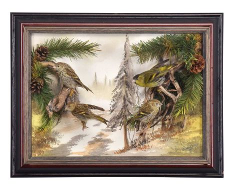 Taxidermy: A Wall Cased Display of Eurasian Siskins (Spinus spinus), dated 2008, by A.J. Armitstead, Taxidermy, Darlington, C