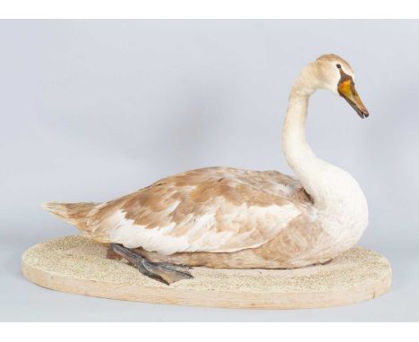Taxidermy: Mute Swan Cygnet (Cygnus olor), late 20th century, a full-mount cygnet with head turning slightly to the right, la