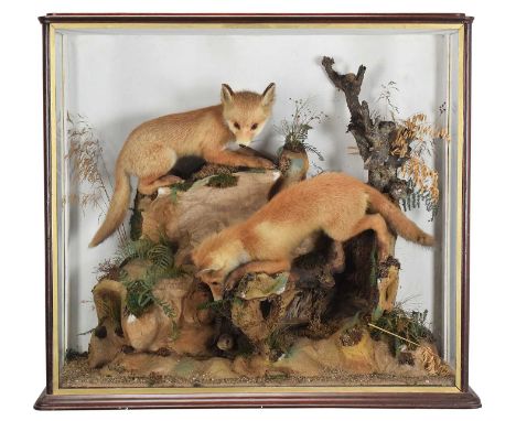 Taxidermy: A Late Victorian Cased Pair of Red Fox Cubs (Vulpes vulpes), circa 1880-1900, a high-quality pair of young fox cub