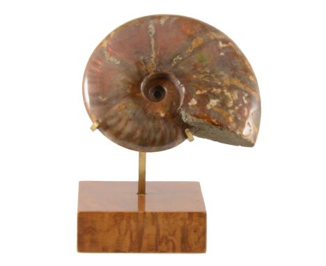 A mounted Cleoniceras Ammonite, Cretaceous period, Majunga Basin, Madagascar, polished displaying red and green iridescent co