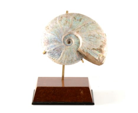 A mounted Cleoniceras Ammonite, Cretaceous period, Majunga Basin, Madagascar, polished displaying natural iridescence, approx