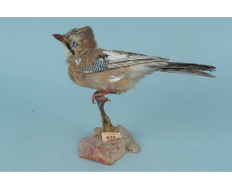 A vintage taxidermy jay on stand, 23cm tall (some paint on feathers)