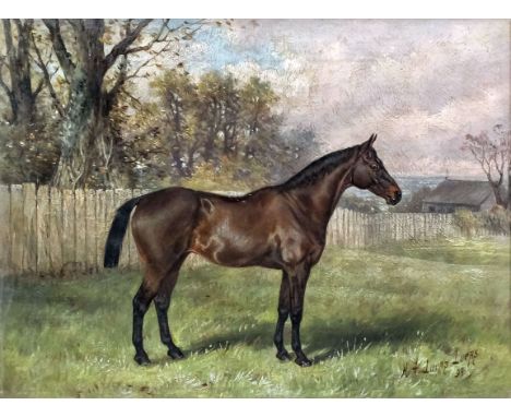Henry Frederick Lucas Lucas (1848-1943) - Oil painting - horse portrait - "Bugle" - Study of a bay hunter, canvas 9ins x 12in