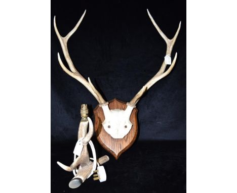 A PAIR OF ANTLERS  skull mount on shaped wooden shield, Devon and Somerset Staghounds, height 70cm, width 57cm, together with