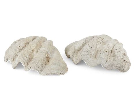 A PAIR OF GIANT CLAM SHELLS(TRICADNA GIGAS), PROBABLY 19TH CENTURYwith a weathered finish (2)69cm wide (max)