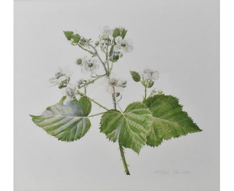 Graham Rust (1942) - a botanical study of a blossoming blackberry branch, watercolour signed and dated June 1975, lower right