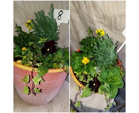 Winter mix; patio planter. Not available for in-house P&amp;P. 