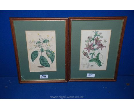 Two early 19th century Botanical Prints, Sydenham Edwards