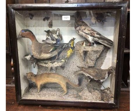 Taxidermy: a Victorian diorama of various birds and animals, circa 1870-1900, including: a Stoat, Western Meadowlark, Fancy P