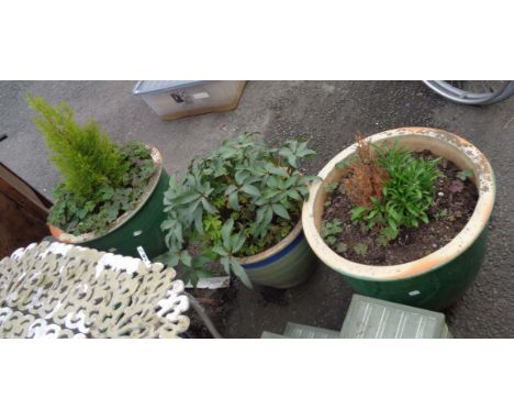 Three large glazed ceramic garden planters planted with shrubs