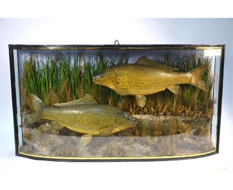 Taxidermy - two carp in naturalistic river-bed setting and glazed bow case, 93 cm wide overallSome losses to painted case, so