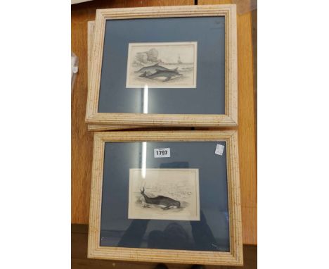 A set of four decorative painted framed small format book plates, depicting named beached whales and dolphins