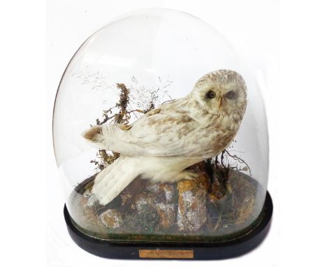 A 19th Century taxidermy short eared owl mounted in a naturalistic setting and set on flattened glass dome on ebonised wood b