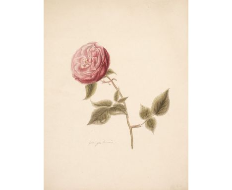 * Botanical drawings. A collection of 47 watercolours of flowers and fruit, 19th-early 20th century, comprising 36 watercolou