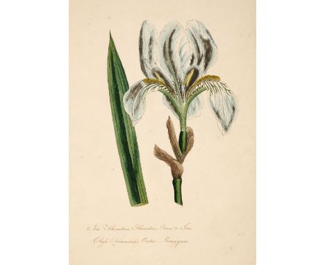 * Botanical Watercolours. Album of 24 botanical watercolours, by Wilhelmina Young Ker, circa 1806, 24 fine botanical watercol