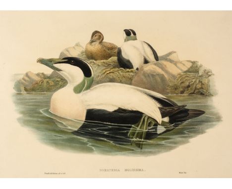 * Gould (J. &amp; Richter H. C.). Somateria Molissima, Falco Lannarus &amp; Milvus Govinda, [1862 - 73], together three litho