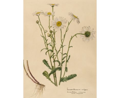 * Botanical study. Leucanthemum vulgare, France, later 19th century, watercolour and gouache, with pencil and bodycolour, on 