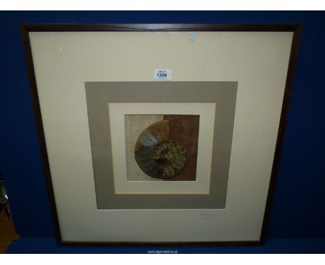 A framed display of a polished ammonite Fossil, 23 1/2" x 24".