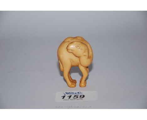 A rare Meiji period ivory Netsuke of a Bactrian camel its head turned back standing on four feet. Indistinctly signed to one 