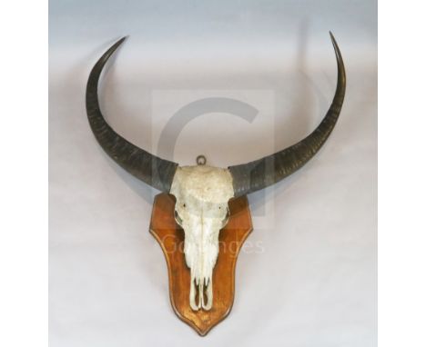An early 20th century unusually large buffalo skull and horns, mounted onto an oak wall plaque, W.4ft 5in. D.1ft H.4ft 10in.C