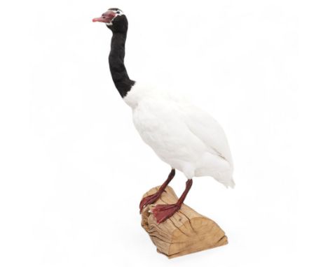 Taxidermy - Black-Necked Swan (Cygnus Melancoryphus), full adult mount upon log H75cm - UK Sale only 