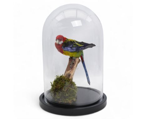 Taxidermy - Eastern Rosella (Platycercus Eximius), full adult mount upon branch in naturalistic setting, enclosed within glas