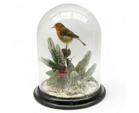 Taxidermy: European Robin (Erithacus Rubecula), full adult mount upon a branch in a naturalistic winter setting by Roger Whap