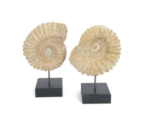 Pair of ammonite fossils, mounted upon a rectangular wooden base, age; Cretaceous period, location; Morocco, H35cm