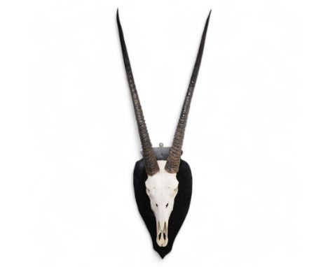 Antlers/horns: Pair of Oryx Gemsbok (Oryx Gazella) horns upon partial skull, mounted upon an ebonised wooden shield H125cm 