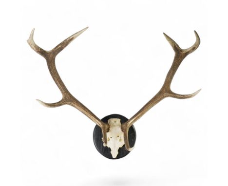 Antlers/horns: Set of Elk (Cervus Canadensis) antlers upon partial skull, mounted upon an ebonised circular wooden plaque, D1