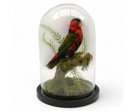 Taxidermy - Black-Capped Lory (Lorius Lory), full adult mount on branch in naturalistic setting by Gary Knight Taxidermy, enc