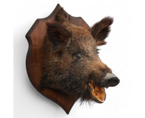 Taxidermy - Wild Boar (Sus Scrofa), adult female shoulder mount looking straight ahead upon an oak carved shield H60cm  