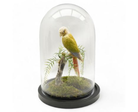 Taxidermy: Cinnamon Green-Cheeked Conure (Pyrrhura Molinae), full adult mount upon a branch in a naturalistic setting, enclos