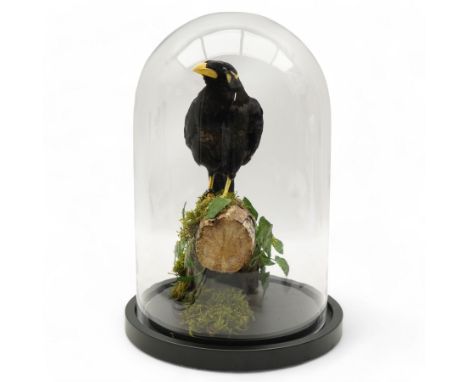 Taxidermy - Common Hill Myna (Gracula Religiosa), full adult male mount upon a tree stump, enclosed within a glass dome H40cm