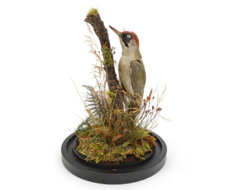 Taxidermy: European Green Woodpecker (Picus Viridis), full adult male mount upon a branch in a naturalistic setting, enclosed