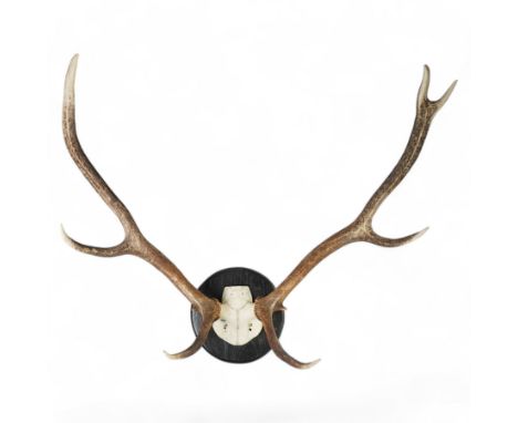 Antlers/horns: Set of Elk (Cervus Canadensis) antlers upon partial skull, mounted upon an ebonised circular wooden plaque, D8