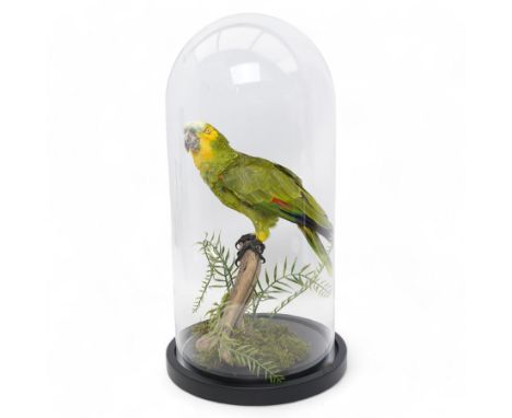 Taxidermy - Orange-Winged Amazon (Amazona Amazonica), full adult mount upon branch in naturalistic setting, enclosed within g