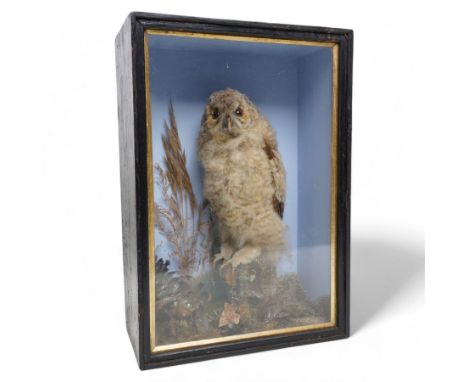 Taxidermy - Victorian cased Tawny Owl (Strix Aluco), full adult mount upon tree stump in naturalistic setting H46cm