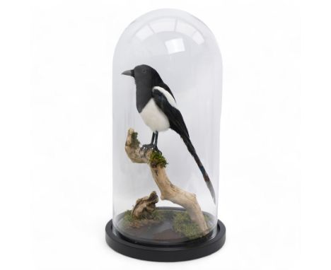 Taxidermy - Magpie (Pica Pica), full adult mount upon a branch in a naturalistic setting, enclosed within glass dome H52cm