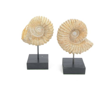 Pair of ammonite fossils, mounted upon a rectangular wooden base, age; Cretaceous period, location; Morocco, H32cm