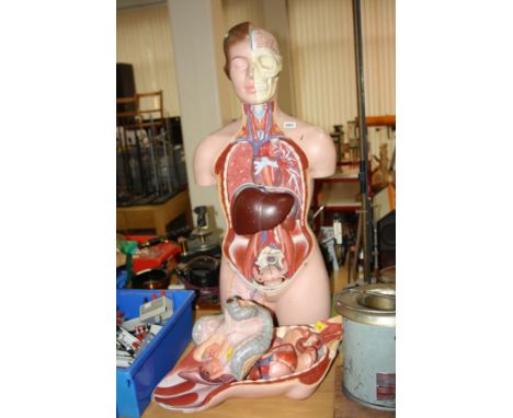 A BIOLOGY TEACHING AID PLASTIC MODEL OF A FEMALE HUMAN WITH REMOVABLE SECTIONS