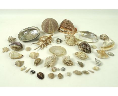 A group of vintage sea shells, including a pierced scallop shell, a sea urchin, conches, cowries and harps. (41)