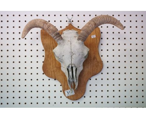 Mounted old breed sheep skull 
