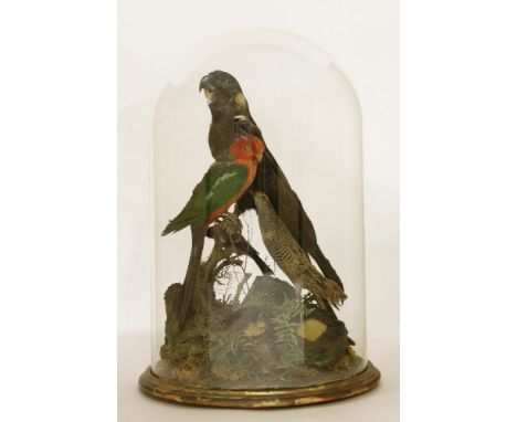 A large dome of Australian birds,by Lewis Hutton, Bristol,a yellow tail black cockatoo (Calyptorhynchus funereus),a king parr