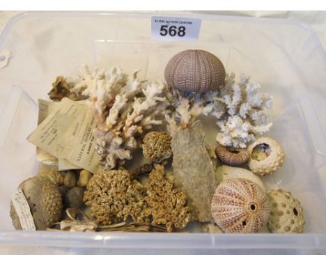  Sale Item:    COLLECTION CORAL FOSSILS ETC   Vat Status:   No Vat   Buyers Premium:  This lot is subject to a Buyers Premium