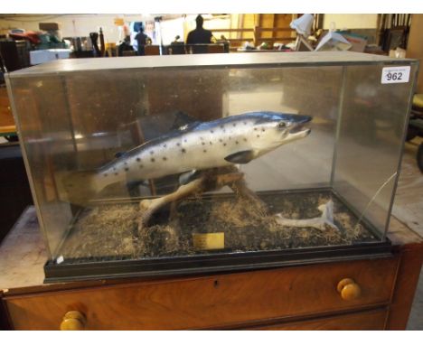  Sale Item:    CASED SEA TROUT (AF)   Vat Status:   No Vat   Buyers Premium:  This lot is subject to a Buyers Premium of 15% 
