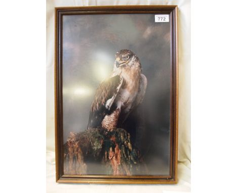  Sale Item:    FALCON PICTURE   Vat Status:   No Vat   Buyers Premium:  This lot is subject to a Buyers Premium of 15% + Vat 